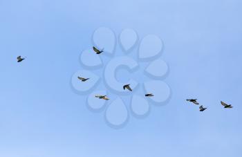 a flock of pigeons in the sky