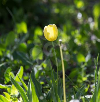 yellow tulip in nature