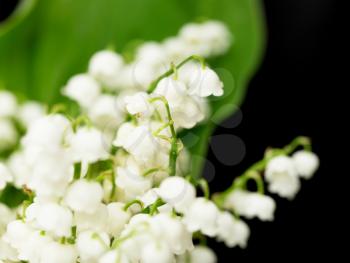 Lily of the valley on black background