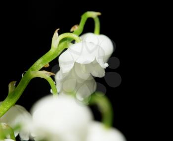 Lily of the valley on black background