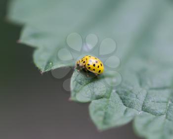 yellow ladybird on nature. macro
