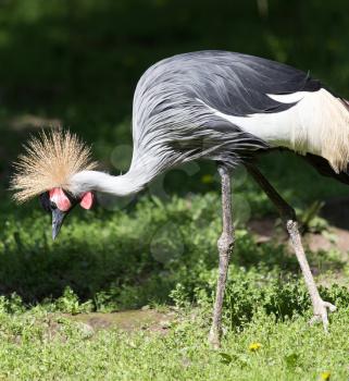 Grey Crowned Crane in its natural suroundings.