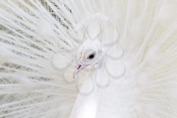 beautiful white peacock with feathers out