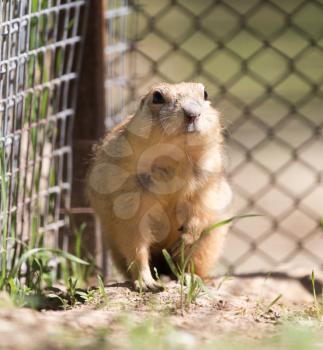 gopher at the zoo