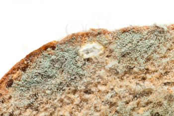 Moldy bread. Isolated on white background