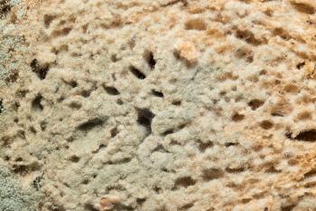 mold on bread. macro