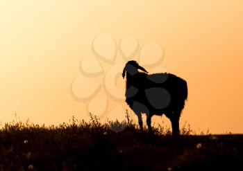 Sheep at sunset