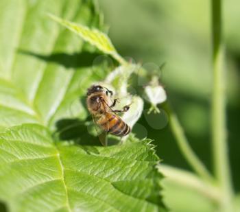 bee on nature. macro