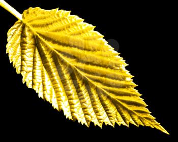 yellow leaf on a black background