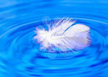feather on the water