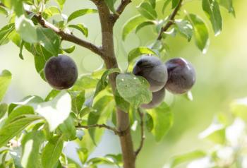 plums on the tree in nature