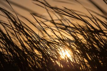 sunset in the reeds on the nature
