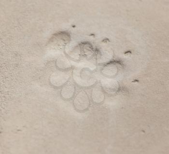 footprint of an animal in clay