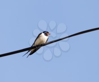 Swallow Outdoors