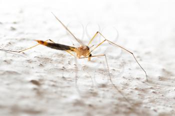 mosquito. macro