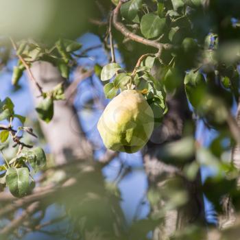 pear on the tree in nature