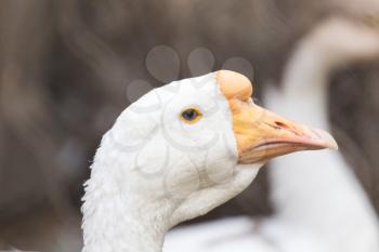 Portrait of a goose in nature