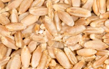 wheat grain. close-up