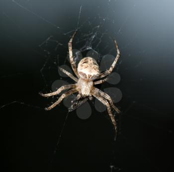 spider at night. close-up