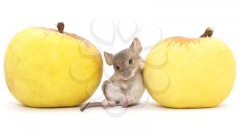 mouse and apple on a white background