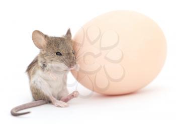 mouse and egg on a white background