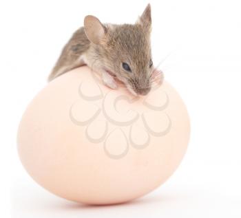 mouse and egg on a white background