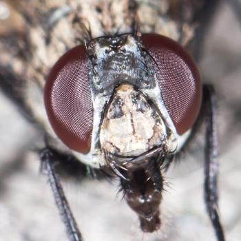 fly. close-up