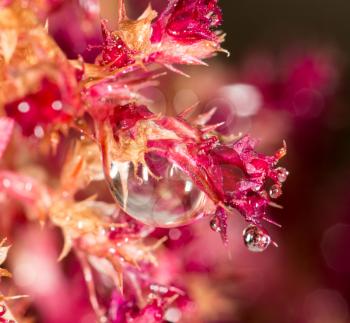 water drops on a red plant. super macro