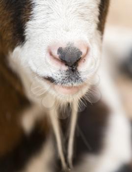 nose sheep
