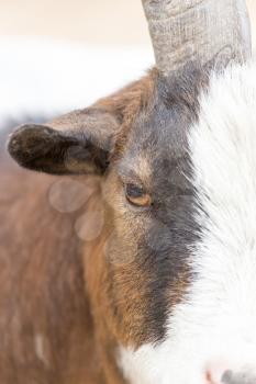 Portrait of a wild goat