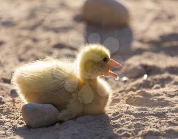 little gosling nature