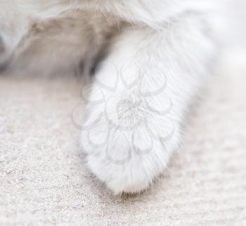 foot kitten. macro
