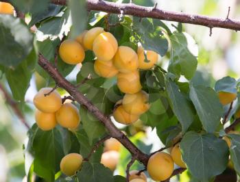 apricots on the tree in nature