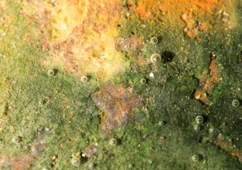 green algae on the metal under water