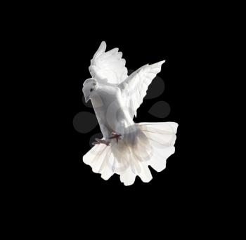A free flying white dove isolated on a black background
