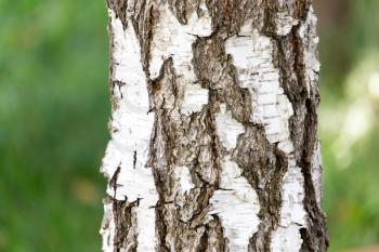 birch bark in nature