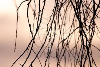 branches of a tree at sunset