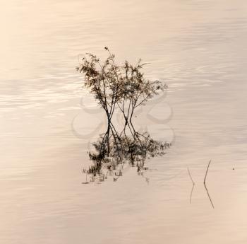 branches of a tree in a lake at sunset
