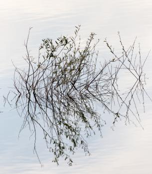 branches of a tree in a lake at sunset