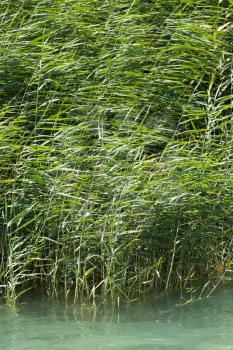 green reeds in nature