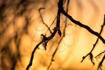 branches of a tree at sunset