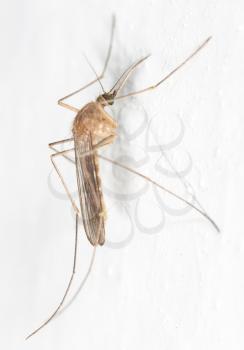 mosquito on the white wall. close-up