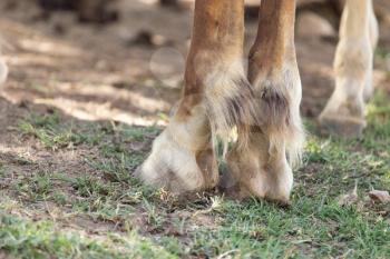 the horse's hooves