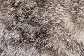 animal fur as background
