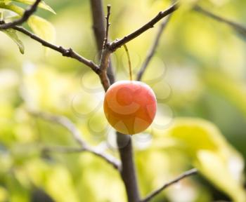 plums on the tree in nature