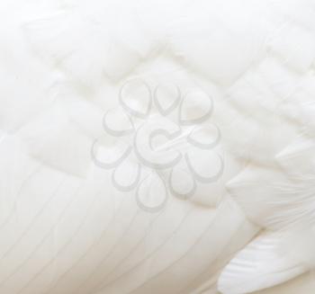 background of white feathers