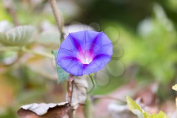 blue flower in nature