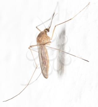 mosquito on the white wall. close-up