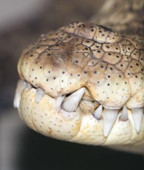 close up of the mouth and teeth of a nile crocodile