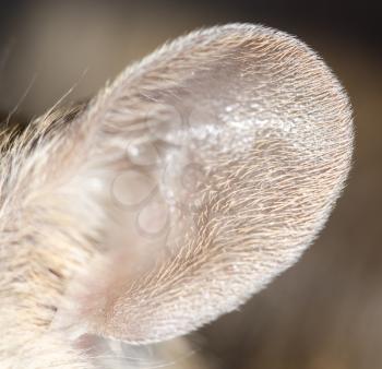 mouse ear. close-up